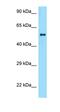 Zinc Finger And BTB Domain Containing 37 antibody, orb324358, Biorbyt, Western Blot image 