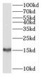 SH2 Domain Containing 1B antibody, FNab07820, FineTest, Western Blot image 