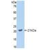 Growth Arrest Specific 6 antibody, MBS2028727, MyBioSource, Western Blot image 