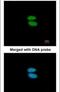 Actinin Alpha 4 antibody, PA5-22259, Invitrogen Antibodies, Immunofluorescence image 