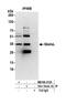 MTOR Associated Protein, LST8 Homolog antibody, NB100-2124, Novus Biologicals, Western Blot image 