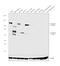 Caldesmon 1 antibody, MA5-11626, Invitrogen Antibodies, Western Blot image 