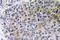 Nerve Growth Factor antibody, LS-C291715, Lifespan Biosciences, Immunohistochemistry paraffin image 