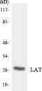 Linker For Activation Of T Cells antibody, LS-C292129, Lifespan Biosciences, Western Blot image 
