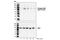 Inhibitor Of Nuclear Factor Kappa B Kinase Subunit Beta antibody, 2694P, Cell Signaling Technology, Western Blot image 