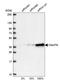 Chromosome 9 Open Reading Frame 78 antibody, HPA021242, Atlas Antibodies, Western Blot image 