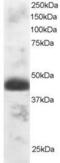 Transcription Factor EC antibody, GTX89915, GeneTex, Western Blot image 