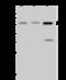 SWI/SNF-related matrix-associated actin-dependent regulator of chromatin subfamily D member 1 antibody, 203253-T36, Sino Biological, Western Blot image 