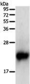 BTG Anti-Proliferation Factor 2 antibody, PA5-50204, Invitrogen Antibodies, Western Blot image 