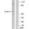 Cyclin L1 antibody, PA5-49750, Invitrogen Antibodies, Western Blot image 