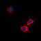 ATP Binding Cassette Subfamily B Member 10 antibody, orb215083, Biorbyt, Immunofluorescence image 