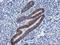 Protocadherin-7 antibody, LS-C337892, Lifespan Biosciences, Immunohistochemistry paraffin image 