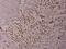 Activating Transcription Factor 2 antibody, PA5-36622, Invitrogen Antibodies, Immunohistochemistry frozen image 