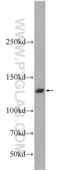 Caspase Recruitment Domain Family Member 11 antibody, 21741-1-AP, Proteintech Group, Western Blot image 