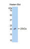 Insulin Like Growth Factor Binding Protein 3 antibody, LS-C298732, Lifespan Biosciences, Western Blot image 