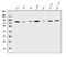 Cadherin 6 antibody, A06353-1, Boster Biological Technology, Western Blot image 