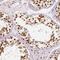 Testis Specific 13 antibody, FNab09043, FineTest, Immunohistochemistry frozen image 