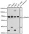 Cytoskeleton Associated Protein 4 antibody, 23-178, ProSci, Western Blot image 