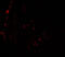 Histone Deacetylase 2 antibody, 7899, ProSci, Immunofluorescence image 