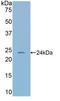 Transcortin antibody, LS-C302800, Lifespan Biosciences, Western Blot image 