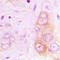 RAB20, Member RAS Oncogene Family antibody, LS-C353485, Lifespan Biosciences, Immunohistochemistry frozen image 