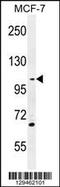 Growth Arrest Specific 2 Like 2 antibody, 55-834, ProSci, Western Blot image 