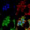 ATP Binding Cassette Subfamily C Member 8 antibody, SMC-409D-A390, StressMarq, Immunofluorescence image 