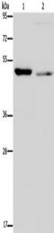 Nucleobindin 2 antibody, TA351434, Origene, Western Blot image 