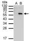Cellular myelocytomatosis oncogene antibody, NBP2-43691, Novus Biologicals, Western Blot image 