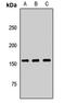 GRB10 Interacting GYF Protein 2 antibody, LS-C668300, Lifespan Biosciences, Western Blot image 