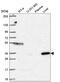 ORAI Calcium Release-Activated Calcium Modulator 1 antibody, NBP2-57369, Novus Biologicals, Western Blot image 