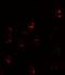 FKBP Prolyl Isomerase 1A antibody, LS-C336171, Lifespan Biosciences, Immunofluorescence image 