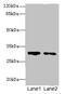 Src Like Adaptor antibody, A60918-100, Epigentek, Western Blot image 