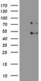 SUMO Specific Peptidase 1 antibody, CF800001, Origene, Western Blot image 