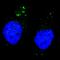 Unc-51 Like Autophagy Activating Kinase 1 antibody, LS-C157021, Lifespan Biosciences, Immunofluorescence image 