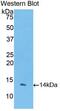 Coagulation Factor VII antibody, MBS2002805, MyBioSource, Western Blot image 