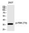 PDZ Binding Kinase antibody, PA5-40219, Invitrogen Antibodies, Western Blot image 