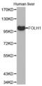 Folate Hydrolase 1 antibody, abx002309, Abbexa, Western Blot image 