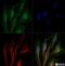 Cathepsin B antibody, NBP1-19797, Novus Biologicals, Immunofluorescence image 