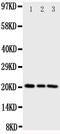 Phosphatidylethanolamine Binding Protein 1 antibody, PA1713, Boster Biological Technology, Western Blot image 