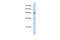 ERGIC And Golgi 3 antibody, 30-270, ProSci, Western Blot image 