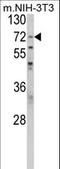 PABP-1 antibody, LS-C163331, Lifespan Biosciences, Western Blot image 