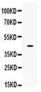 Sp5 Transcription Factor antibody, PA5-80060, Invitrogen Antibodies, Western Blot image 