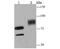 Ubiquitin Like Modifier Activating Enzyme 2 antibody, NBP2-75654, Novus Biologicals, Western Blot image 