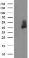 Leucine Rich Repeat Containing 25 antibody, TA504941BM, Origene, Western Blot image 