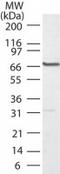 Polo Like Kinase 1 antibody, TA336437, Origene, Western Blot image 