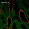 Amiloride-sensitive sodium channel subunit alpha antibody, LS-C774289, Lifespan Biosciences, Immunohistochemistry frozen image 