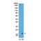 Di-Methyl-Histone H3 antibody, TA160009, Origene, Western Blot image 