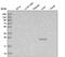 Tetratricopeptide Repeat Domain 36 antibody, PA5-58521, Invitrogen Antibodies, Western Blot image 