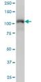 Tripartite Motif Containing 28 antibody, H00010155-M01, Novus Biologicals, Western Blot image 